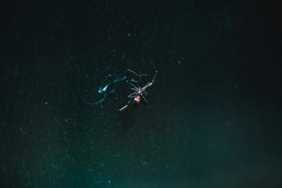 Spider wallpaper,Spider,Spider web wallpaper,Spider desktop wallpaper