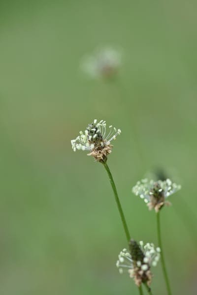 flower, nature, macro, botanical, flora, wildflower, delicate, petals, stamens, white flowers, green background, out of focus, depth of field, natural beauty, organic, tranquil, outdoor, plant, closeup, detail, spring, summer