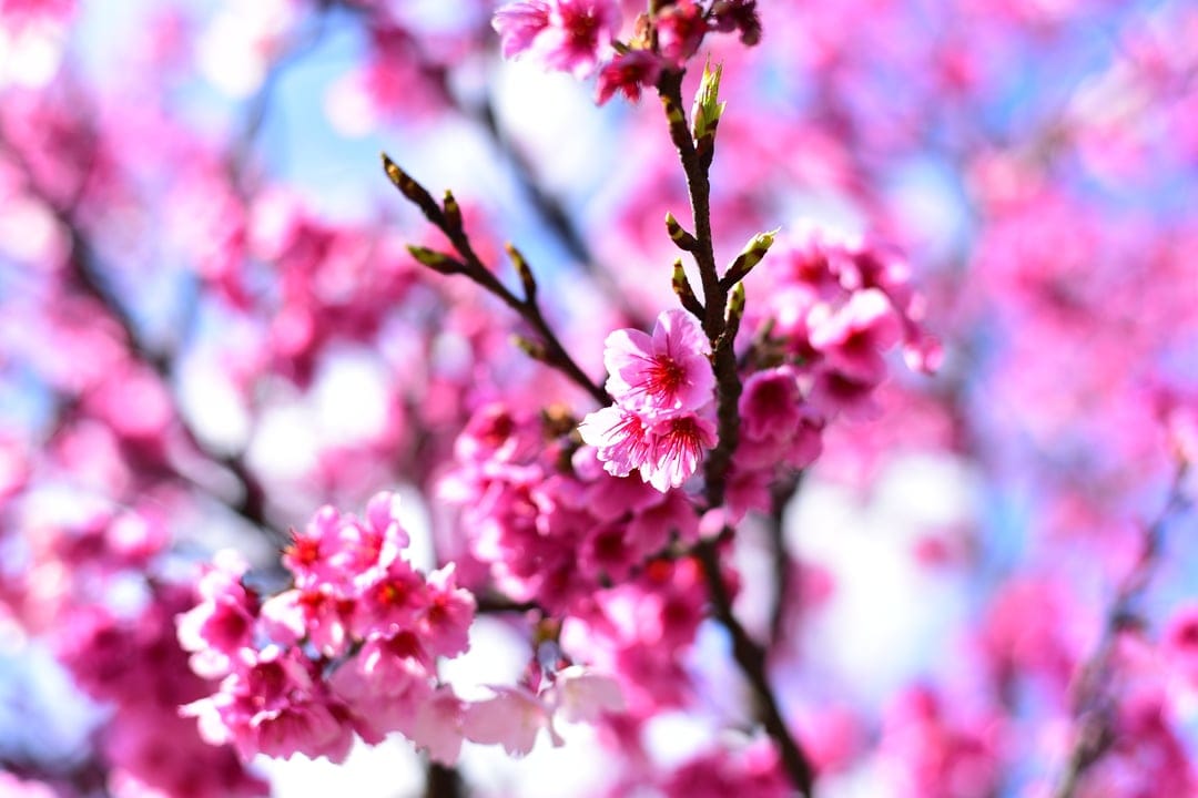 Pink cherry blossom petals and intricate yellow stamens cluster against a soft-focus blue spring sky.