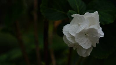 White hydrangea blossom with delicate petals centered over a moody dark green foliage background in close-up.
