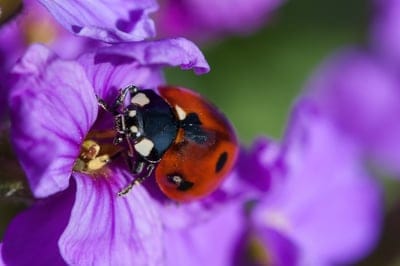Red ladybug with black spots rests on the soft purple petals of a flower against a blurred green background.