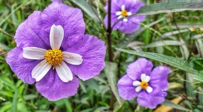 Purple flowers with white edges and yellow centers bloom against a backdrop of dense green garden leaves.