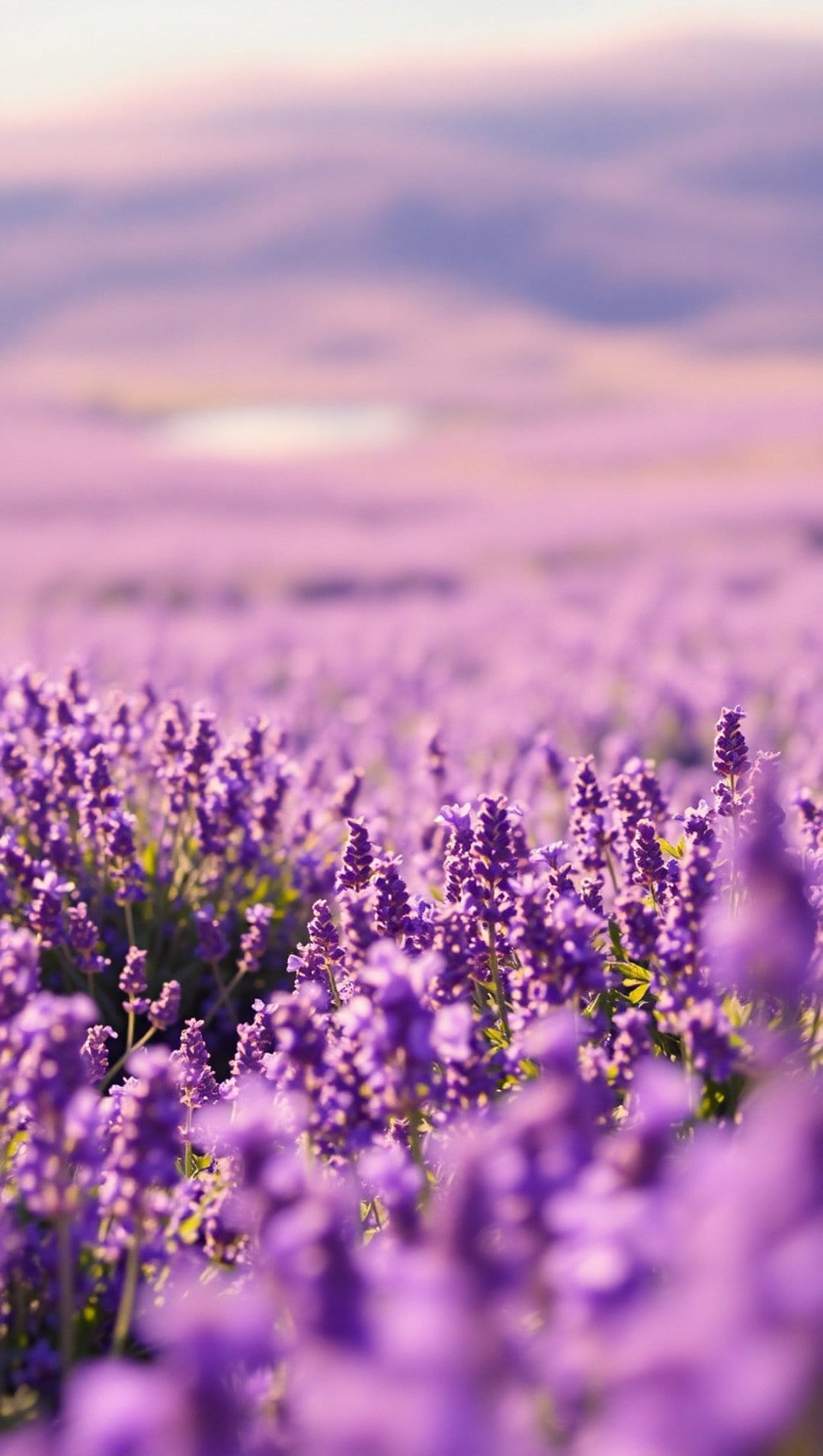 Lavender flower stalks with violet petals transition into a soft bokeh background of a sunny floral field.