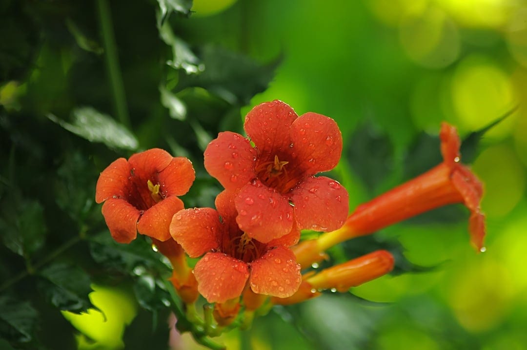 Orange trumpet flowers with clear water droplets on petals against a soft green and yellow bokeh background.