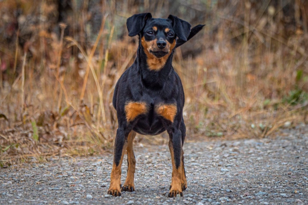 Miniature Pinscher with black and tan fur stands on a gravel path against a soft-focus autumn foliage backdrop.