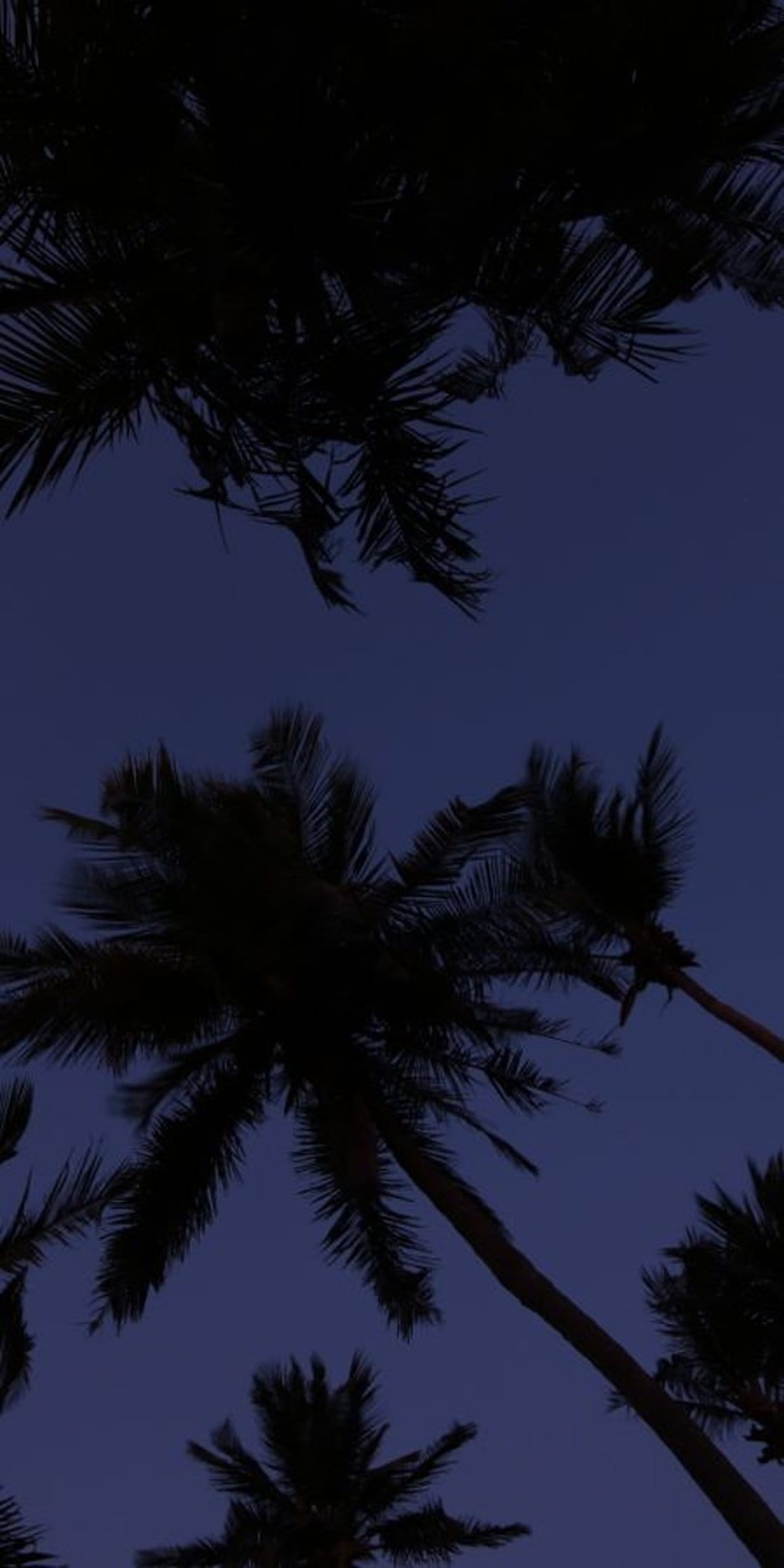 Dark palm tree silhouettes fan out across a deep indigo twilight sky with a subtle color gradient.