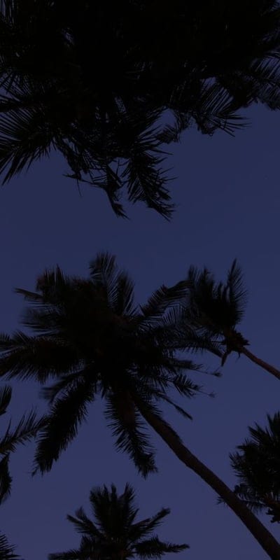 Tropical, Nightfall, Palm Trees, Silhouette, Dusk, Calm, Serene, Blue Sky, Nature, Evening, Dark, Exotic, Tranquil, Sky, Palms, Peaceful, Canopy, Leaves, Outdoors, Twilight