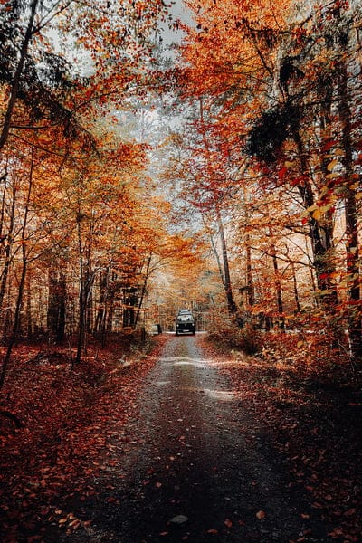 forest, road, car, autumn, nature, mobile wallpaper, android wallpaper, iPhone wallpaper, phone wallpaper
