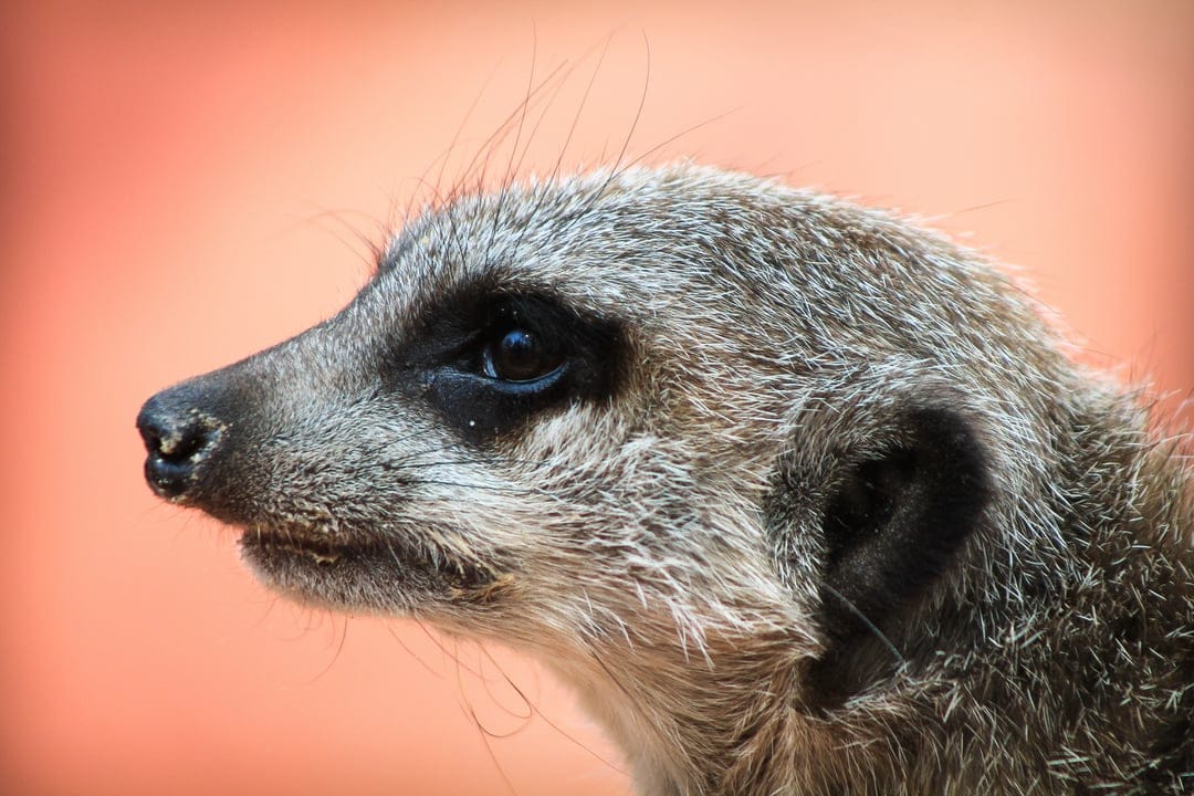 Meerkat in side profile showing its dark eye, whiskers, and textured fur against a soft golden blurred background.