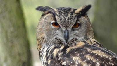 Owl wallpaper,Owl,Owl background,bird,wildlife