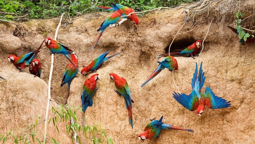 Scarlet and Great Green Macaws perch on a textured clay cliffside in a vertical tropical jungle composition.