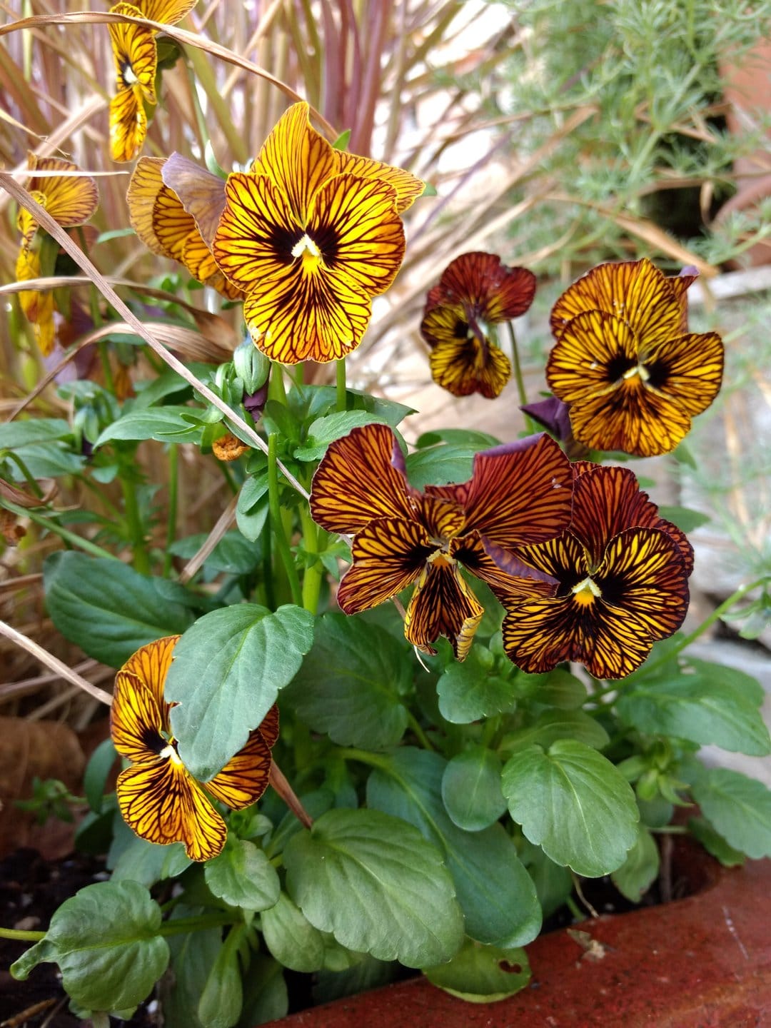 Tiger-striped pansies with yellow and brown petals bloom inside a terracotta pot among green garden foliage.