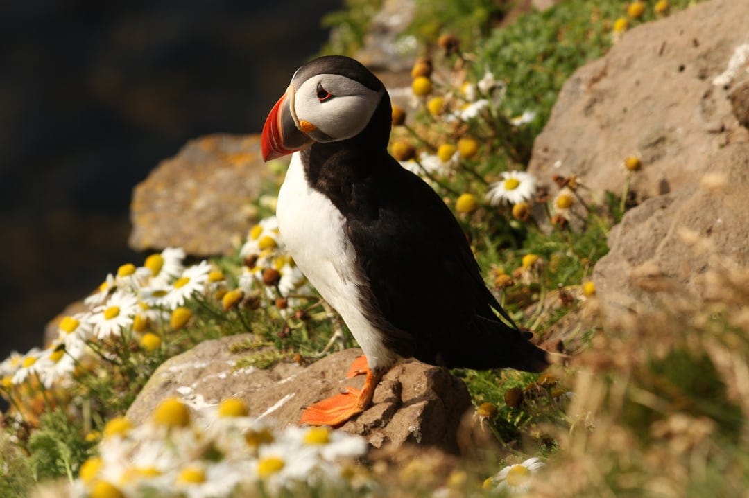 Atlantic Puffin with a colorful beak perches on a rock near white and yellow wildflowers on a coastal cliff.