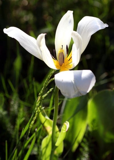 White tulip flower with a yellow center and dark stamens opens against a soft-focus green garden backdrop.