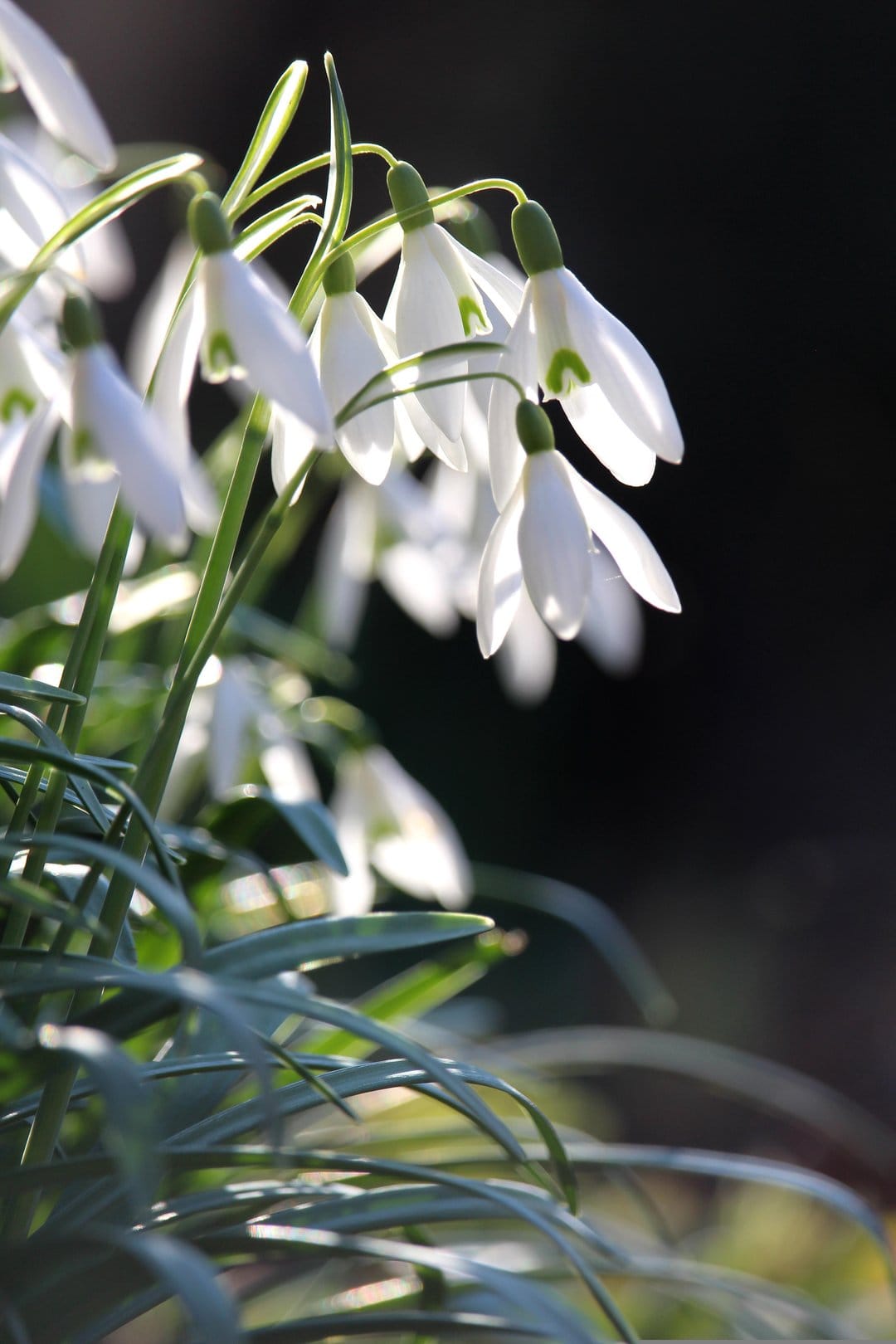White snowdrop flowers with green accents nodding in soft sunlight against a blurred natural green background.
