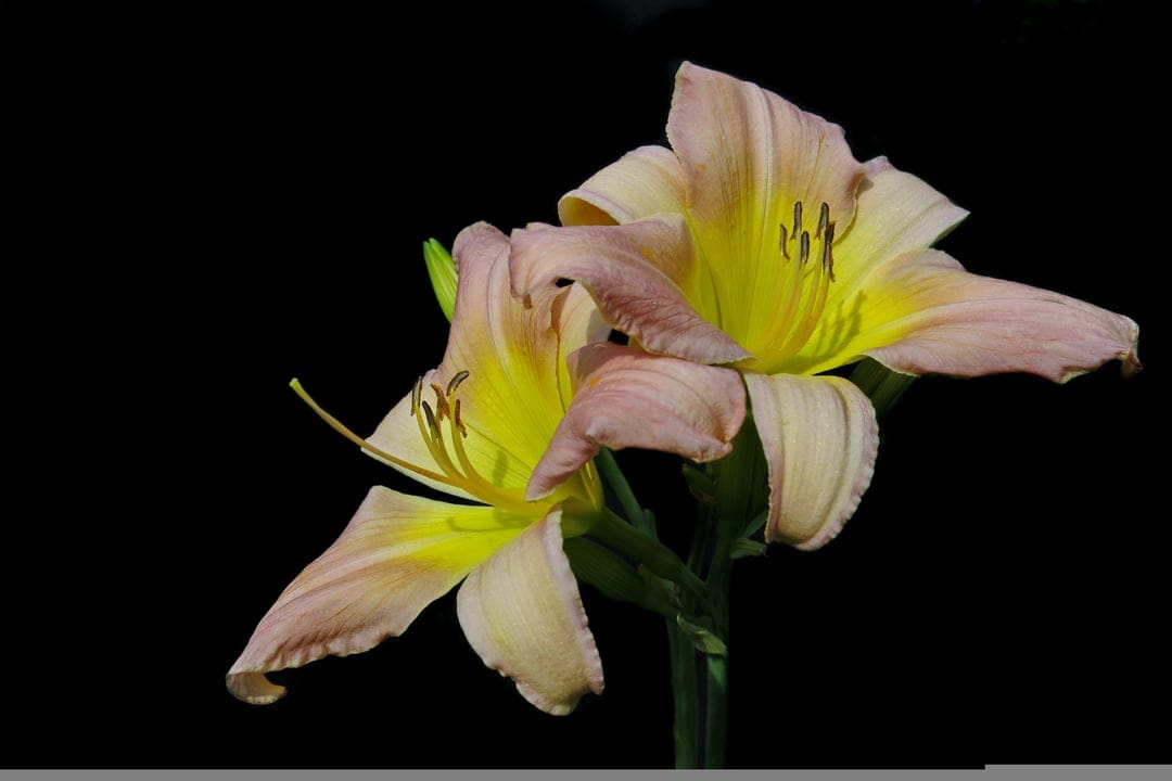 Pale pink daylily flowers with yellow centers and long stamens stand out against a solid black background.
