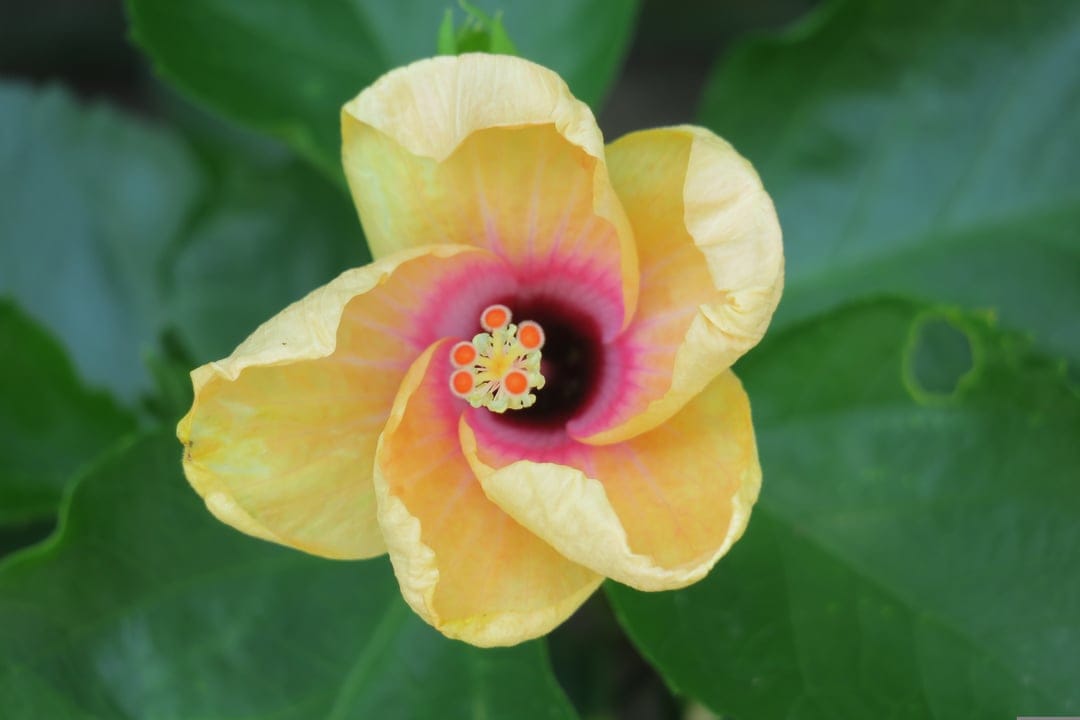 Yellow hibiscus flower with a deep pink center and orange stamen against dark green leaves in a macro view.