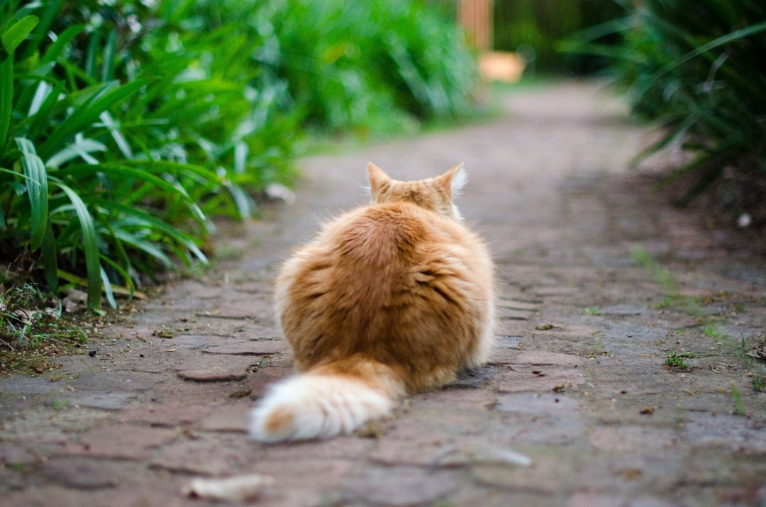 Fluffy orange cat sitting on a brick path surrounded by green leaves, seen from behind with soft focus bokeh.