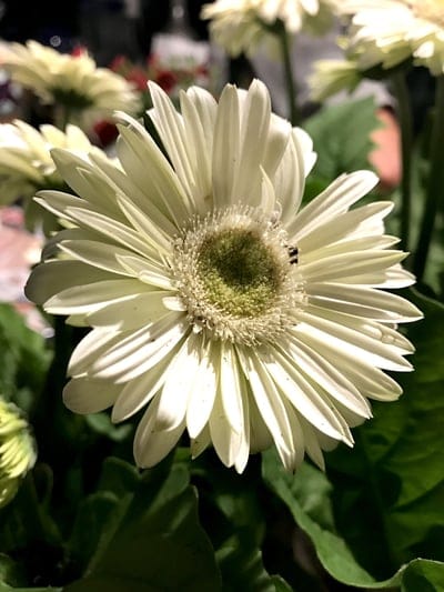 White gerbera flower with a black bee on its textured center and a dewdrop on a petal against a soft background.