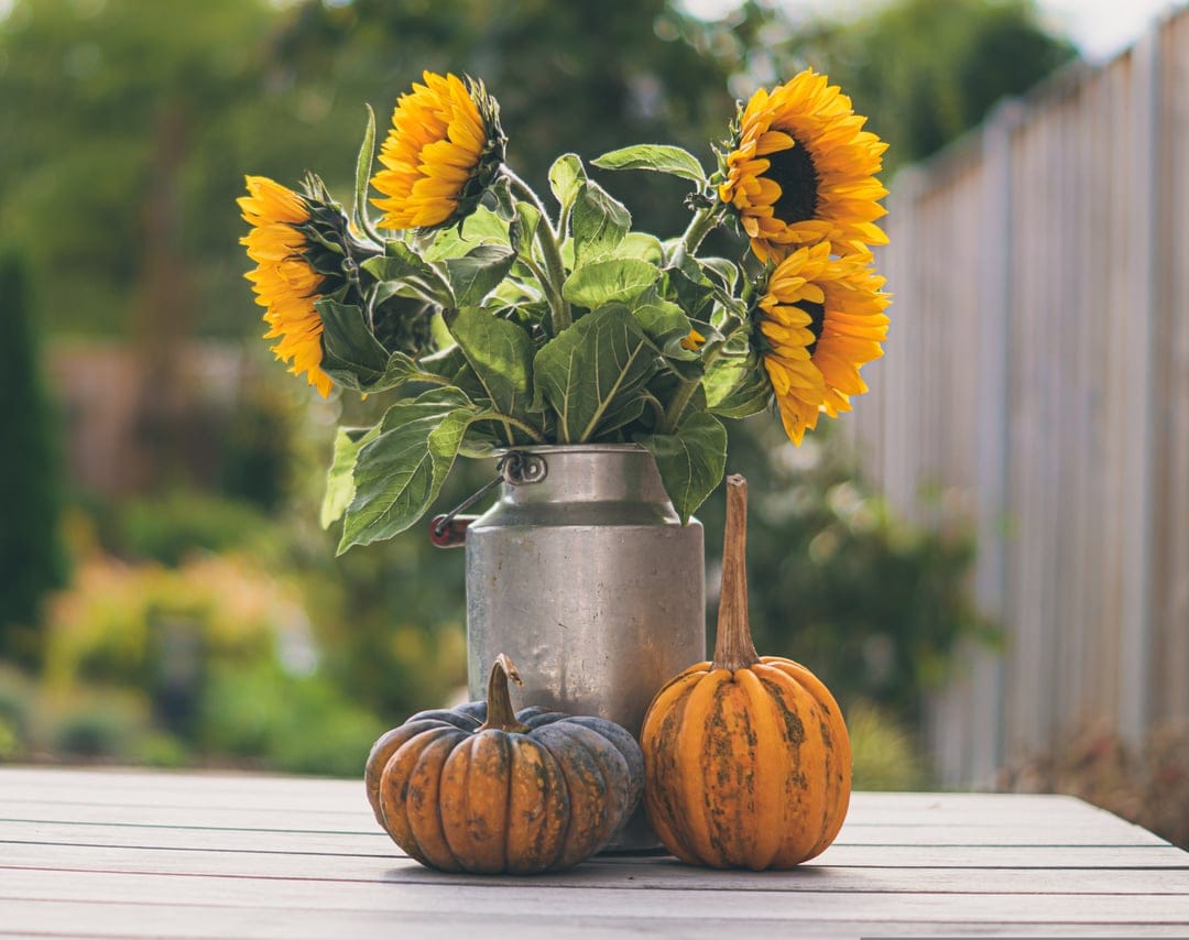 Yellow sunflowers in a metal jug beside orange pumpkins on a rustic wood table with a blurred green background.