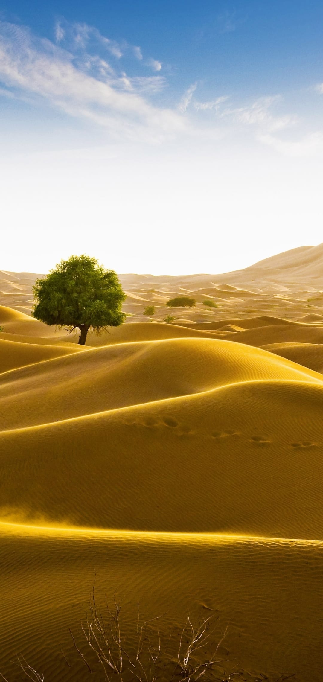 A small green tree stands in the center of rolling golden sand dunes under a clear blue sky with thin white clouds.