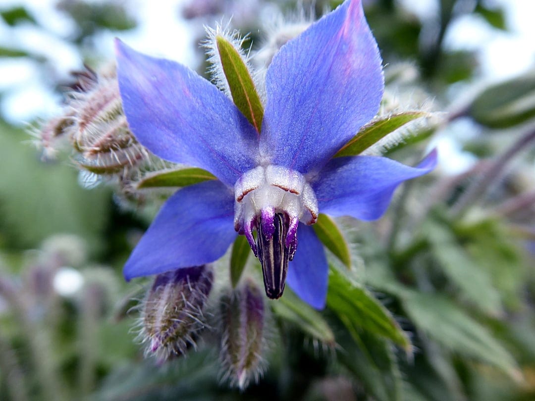 Blue borage flower with pointed petals and a purple center surrounded by fuzzy green buds and leaves.