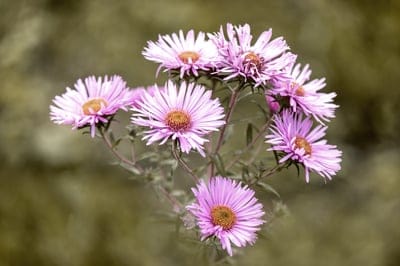 Pink aster flowers with thin petals and brown centers bloom in a soft-focus autumn garden setting.