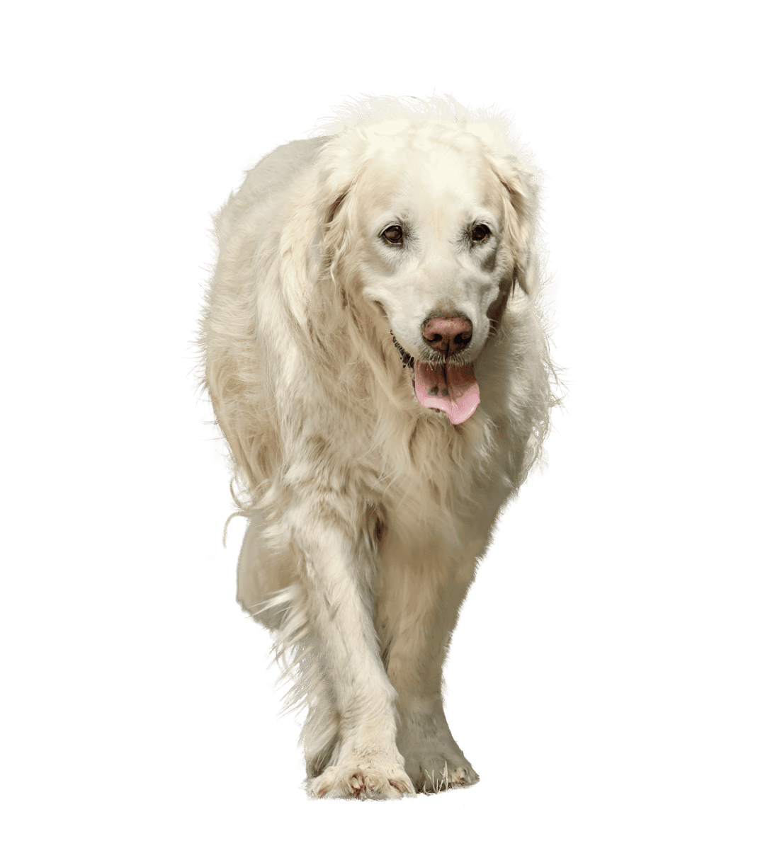 White Golden Retriever dog walking forward with its tongue out against a solid emerald green studio background.