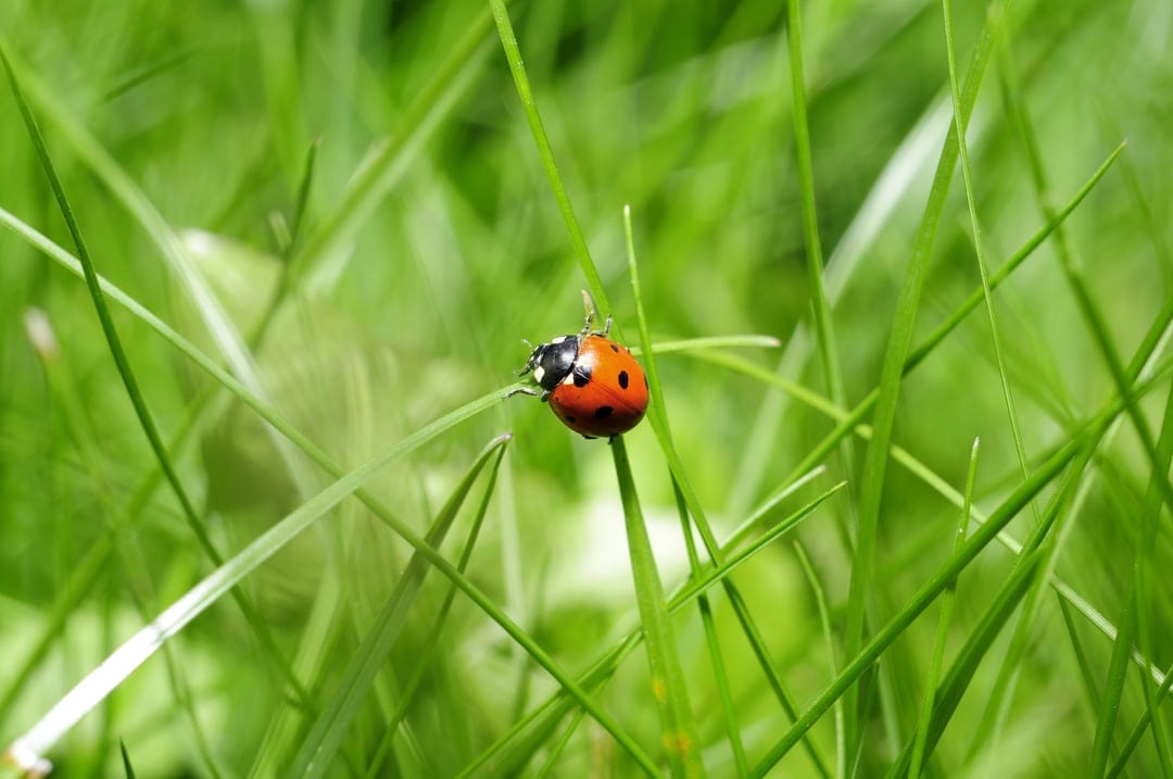 Red ladybug with black spots climbs a green blade of grass under bright sunlight with a soft blurred background.