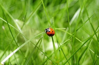 Lady bug  wallpaper,Lady bug,Lady bug  background,natural wallpaper,insect