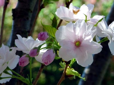 Pink cherry blossoms and green buds on a tree branch illuminated by soft sunlight against a blurred background.