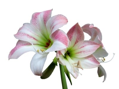 amaryllis,flower wallpaper,floral background,4k wallpaper,cool backgrounds,flower,isolated,flower background,hd wallpaper,windows wallpaper,white,wallpaper 4k,full hd wallpaper,background,plant,free wallpaper,beautiful wallpaper,mac wallpaper,nature,flora