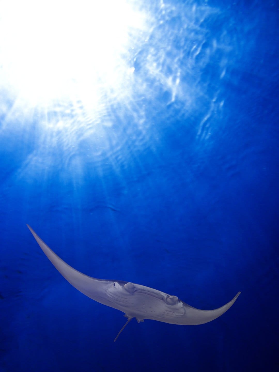 Manta ray swimming through shafts of sunlight in clear blue water with its large pectoral fins spread wide.
