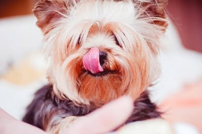 Hairy puppy  wallpaper,Hairy puppy,Hairy puppy  background,puppy wallpaper
