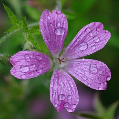 Purple geranium petals with translucent water droplets and detailed veins against a soft green garden background.