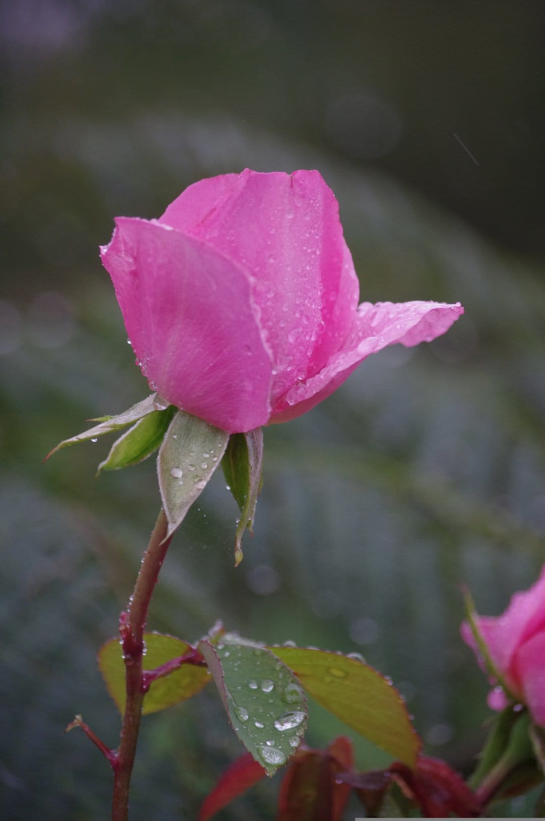 Pink rosebud with glistening water droplets on petals against a soft bokeh background of green and gray leaves.
