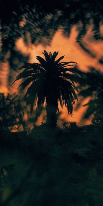 Palm tree, Silhouette, Sunset, Orange, Sky, Dramatic, Nature, Tropical, Fiery, Dark, Atmospheric, Vibrant, Evening, Outdoors, Heat, Glow, Blazing, Intense, Abstract, Tree