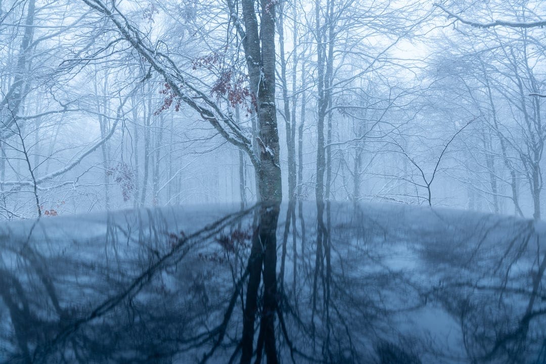 Frosted skeletal trees mirrored in a black pond with dense fog obscuring the background in a winter setting.