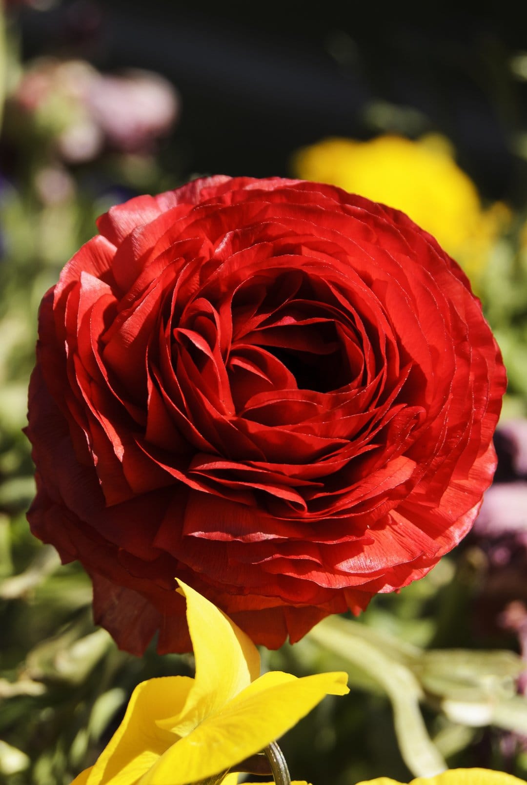 Crimson ranunculus flower with layered petals beside soft yellow blooms in a bright, macro botanical portrait.