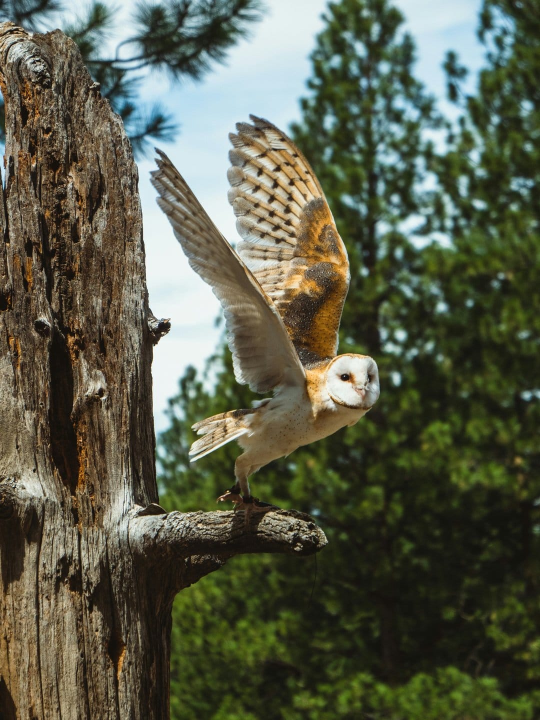 Barn owl spreads wide feathered wings while launching from a weathered tree trunk into a clear morning sky.