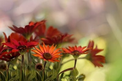 Orange daisy with a dark center surrounded by red flowers and a soft pink and green blurred bokeh background.