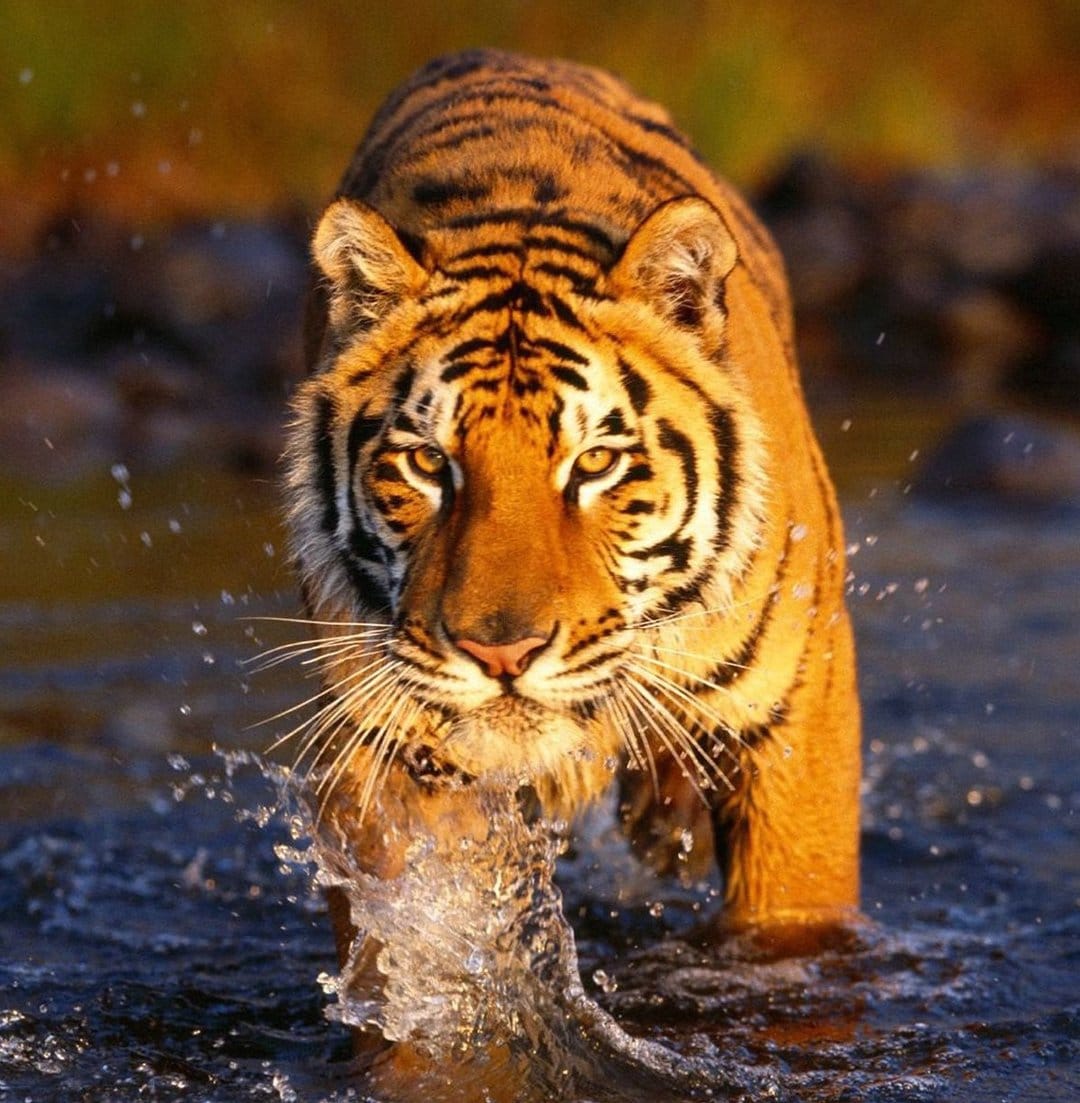 Bengal tiger with orange and black stripes wades through splashing water while staring directly ahead.