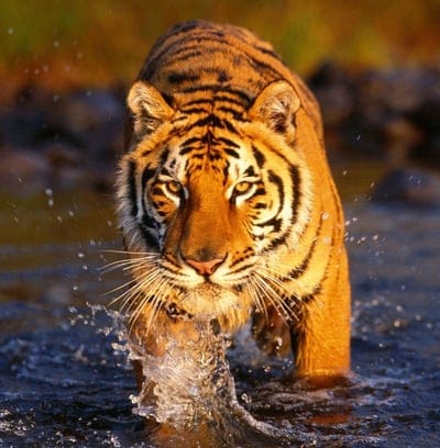 tiger,water,spray,big cat,predator
