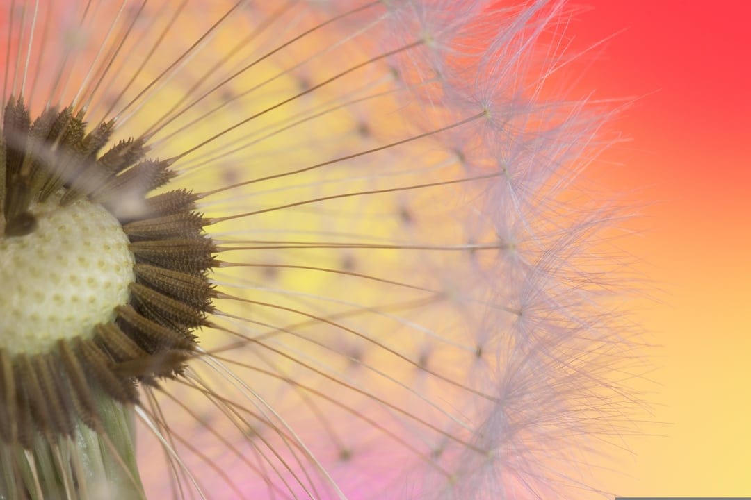 Dandelion seed head with white feathery filaments focused sharply against a pink and orange gradient background.