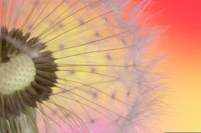 dandelion,free background,cool backgrounds,beautiful wallpaper,4k wallpaper,free wallpaper,macro,desktop backgrounds,seed,seeds,hd wallpaper,laptop wallpaper,nature,flower wallpaper,windows wallpaper,background,wallpaper hd,plant,beautiful flowers,floral 