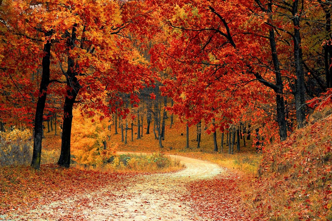 Winding dirt path through a dense autumn forest with red leaves and golden sunlight filtering through the trees.