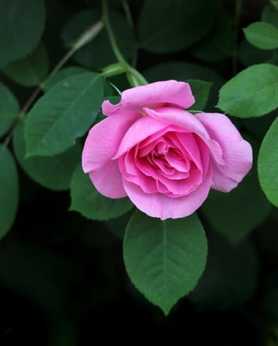 pink rose, rose bloom, flower close-up, delicate petals, green leaves, floral photography, nature, botanical, garden, romance, beauty, soft focus, natural light, spring bloom, summer flower, romantic background, floral art, plant life, outdoor, zen garden, peaceful, fragrance
