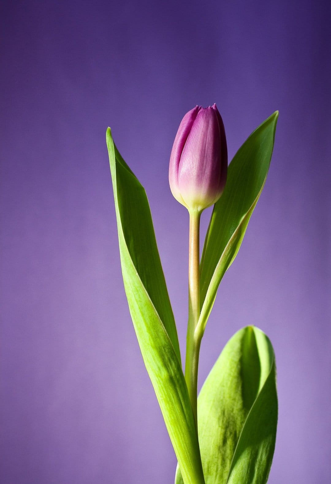 Purple tulip bud with green leaves stands centered against a matching deep violet background in soft light.