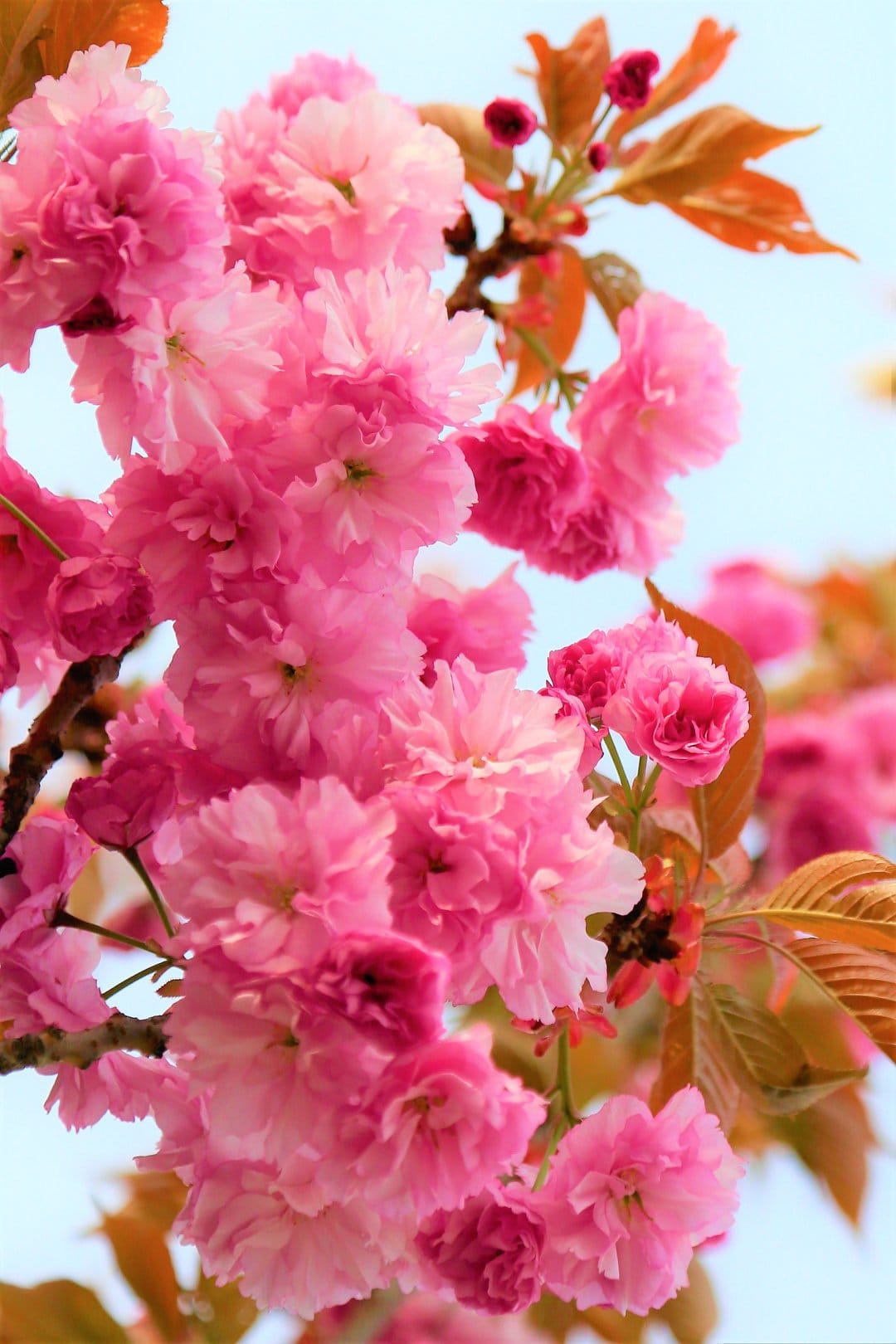 Pink cherry blossoms with layered petals stand out against a blue sky with soft orange leaves in the distance.