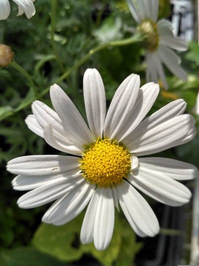 White daisy flower with a textured yellow center and delicate petals against a blurred green garden background.